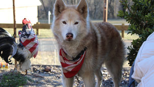 Can I Leave Dog Poop in The Garden?
