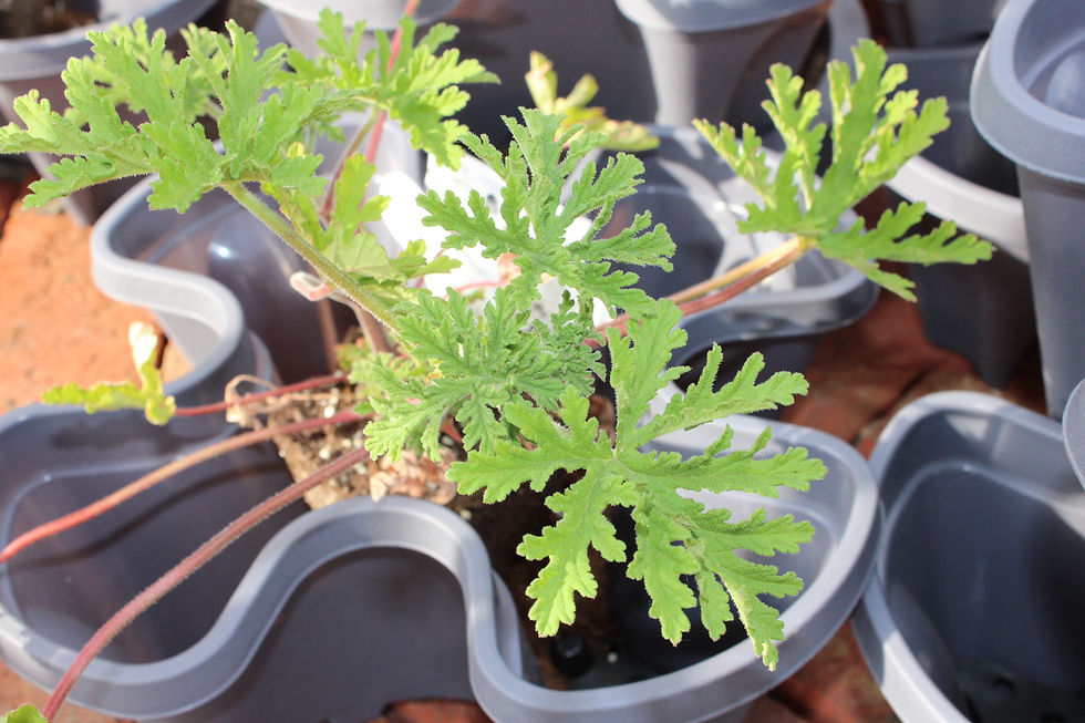 Live citronella plant