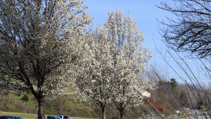 bradford pear tree