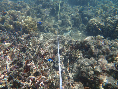 「奄美の海と海の変化〜海の生物と気候変動を考える勉強会〜ワークショップ①」結果レポート公開!
