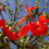 Thumbnail: Chinese Hibiscus