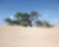Arbre de vie Bahrain vision 2030-Back.jp