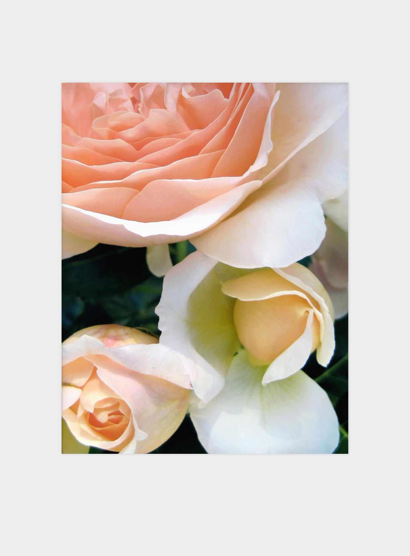 Rosa Cascada - Art Print
