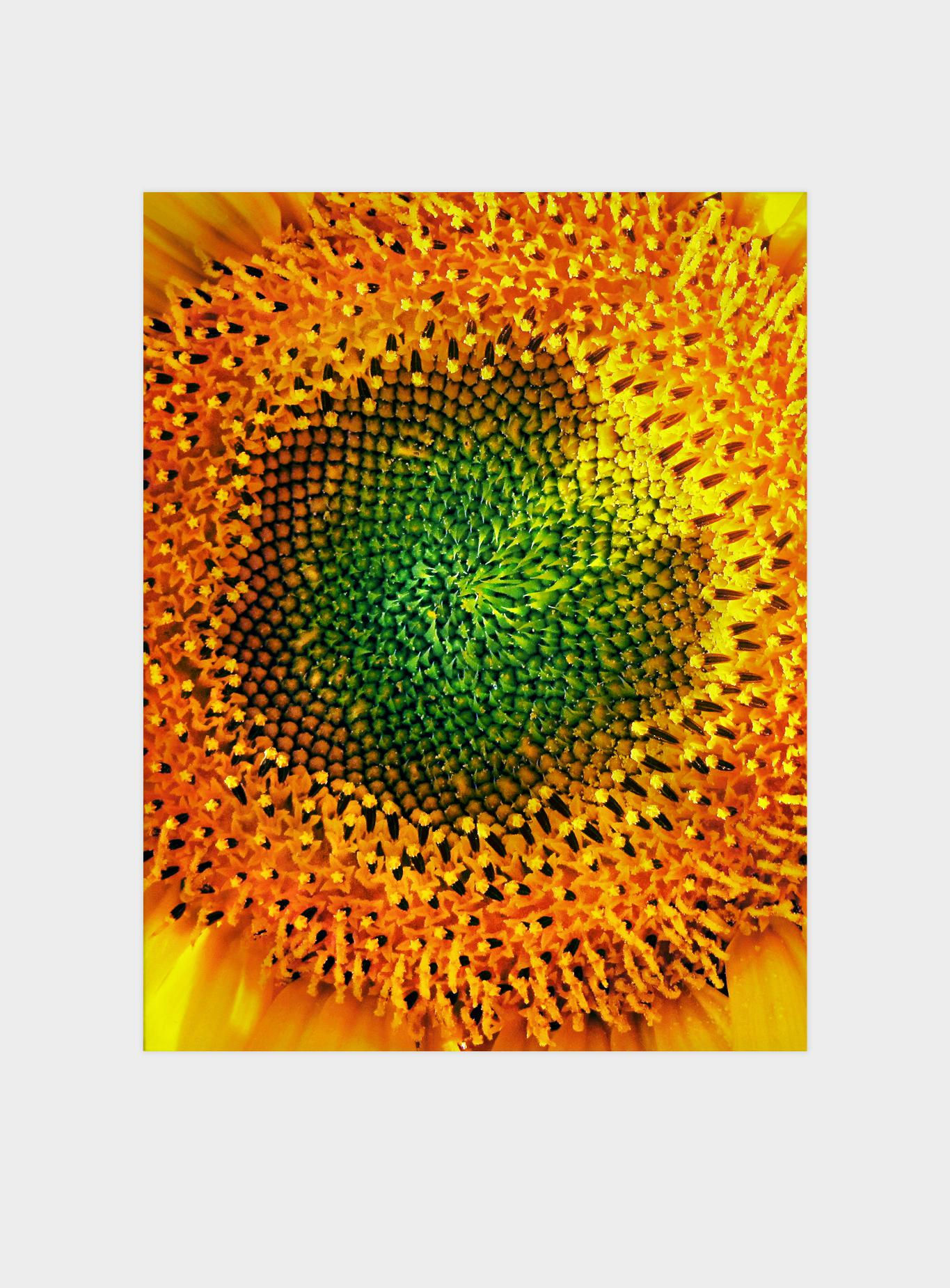 Sunflower's Time - Art Print