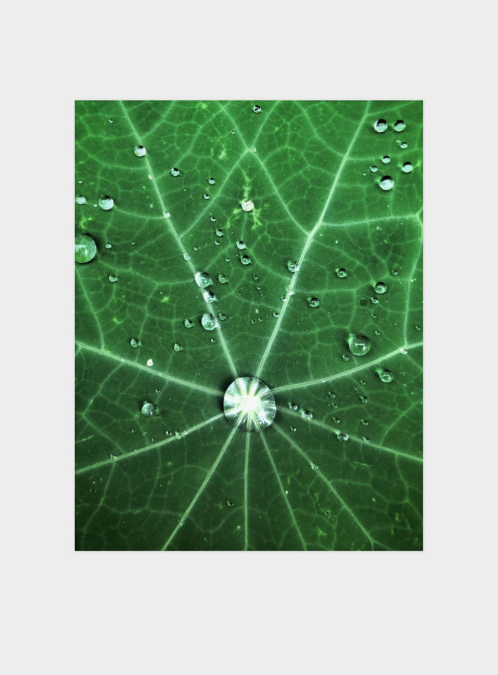 Thumbnail: Leafy Spider Web - Digital Print