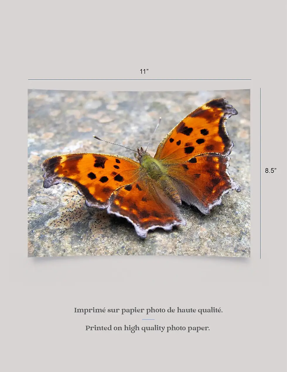 Thumbnail: Comma Butterfly - Art Print
