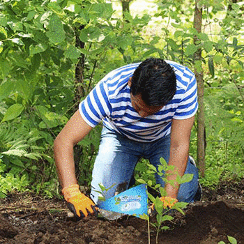 Buscan-voluntarios-para-sembrar-arboles-en-Guatemala-septiembre-2017.gif