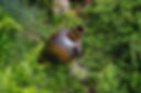 gemjan-garden-3397091.jpg
