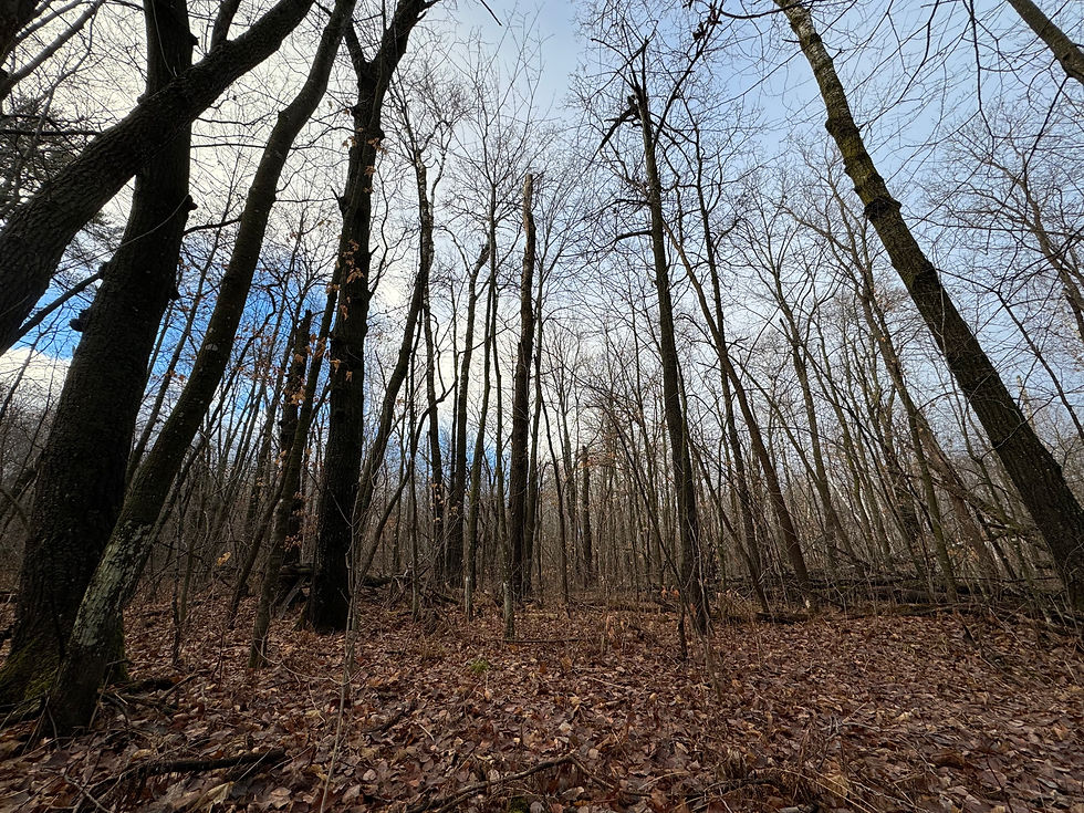 Bare hardwood trees and fallen leaves on an off-grid parcel near Cushing, Minnesota