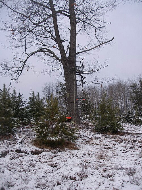 Two-person ladder tree stand against a large tree in light snow