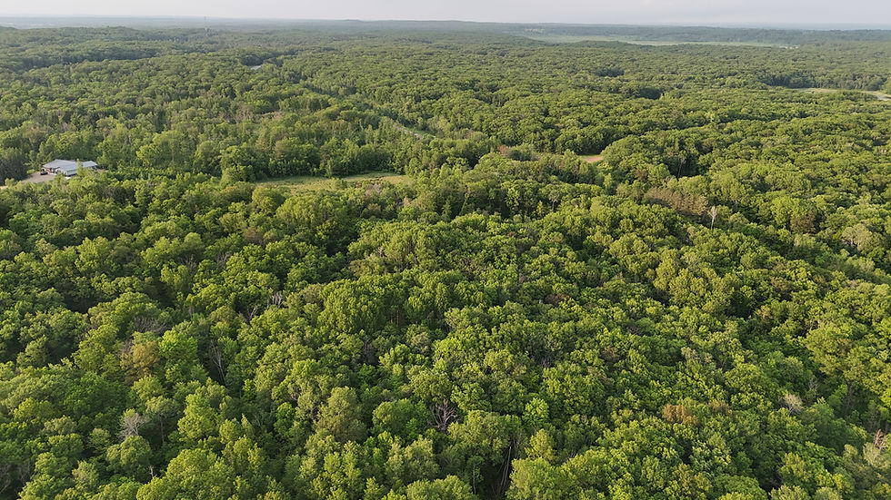 Aerial view of dense green woods around a marshfront parcel near Randall, Minnesota