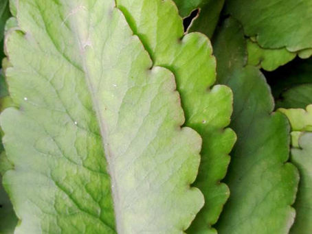Dissolve Kidney Stones & Gall Stones Permanently with Miracle Leaf