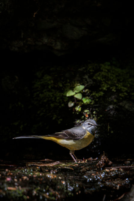 黒い背景にたたずむ野鳥（キセキレイ）