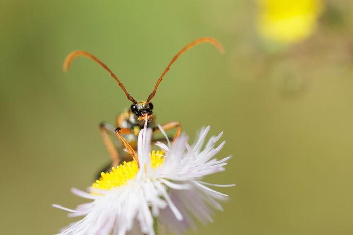 小花に乗った昆虫