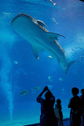 美ら海水族館の巨大水槽を及ぶジンベエザメ