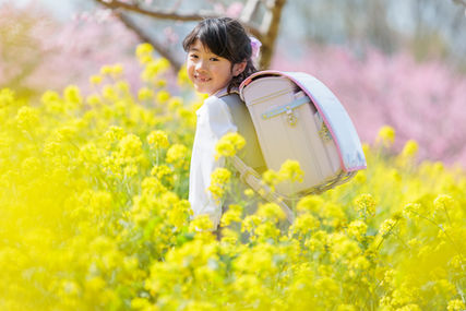 菜の花畑でランドセルを背負い、小学校入学記念写真