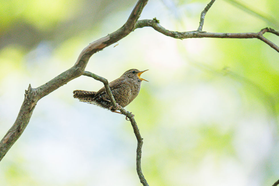 木の枝でさえずる野鳥（ミソサザイ）