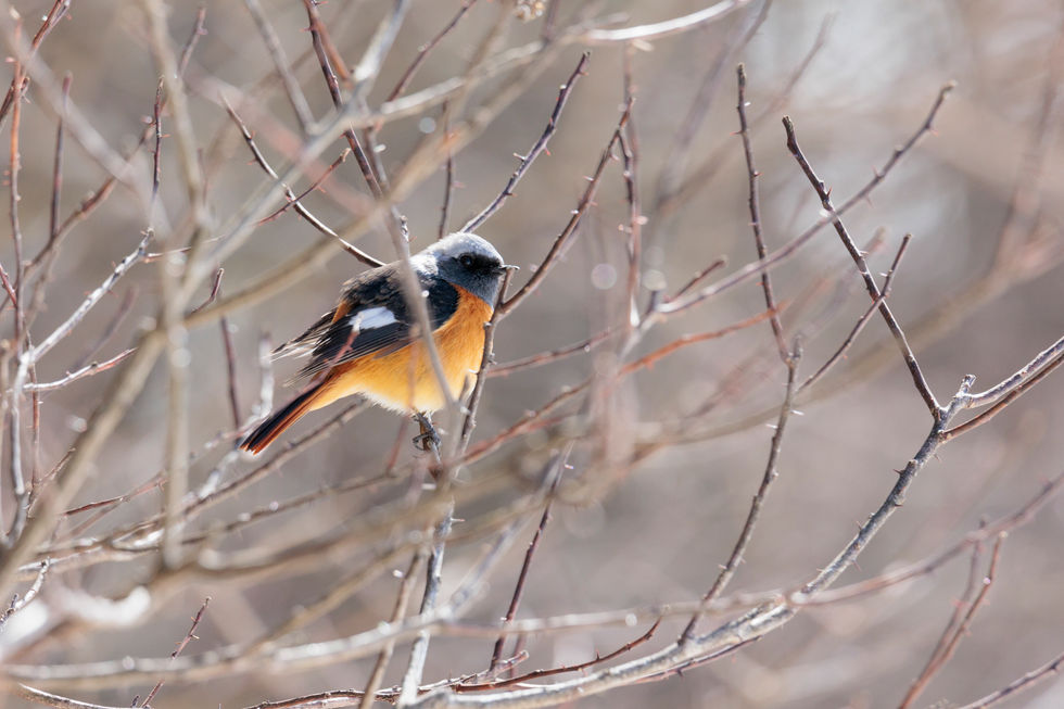積もった雪の反射光を受ける美しい野鳥（ジョウビタキ）