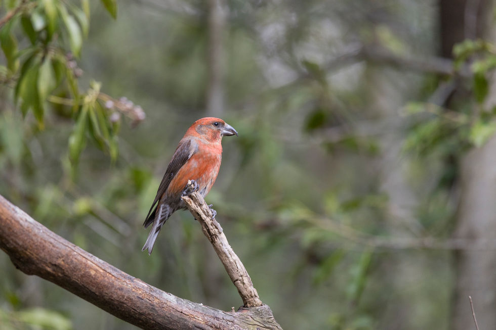 枝にとまる赤い野鳥（イスカ）