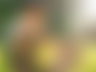 Pet-Friendly Condominiums in Singapore: Balancing Lifestyle and Long-Term Investment