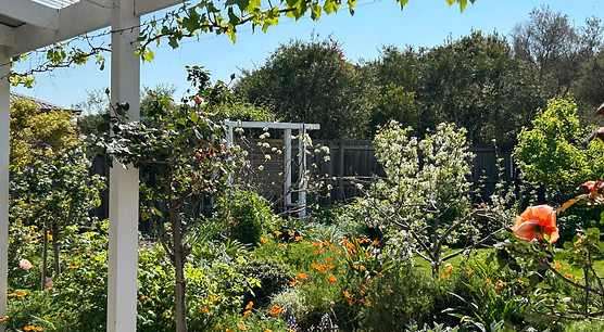 Knop grape vine and fruit trees.jpg