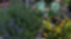 MP flowers and seedlings.jpg
