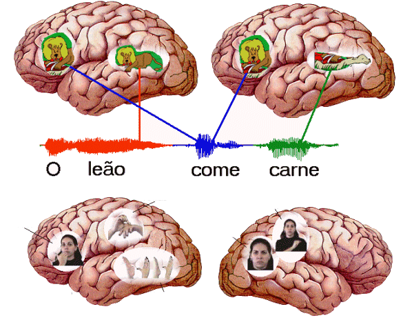 Artigos sobre Neurociências e Linguística