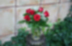 SIX PREMIUM ROSES - VASED