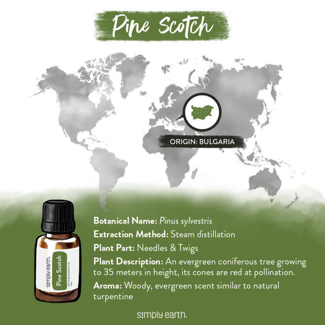 Thumbnail: Pine Essential Oil 15ml