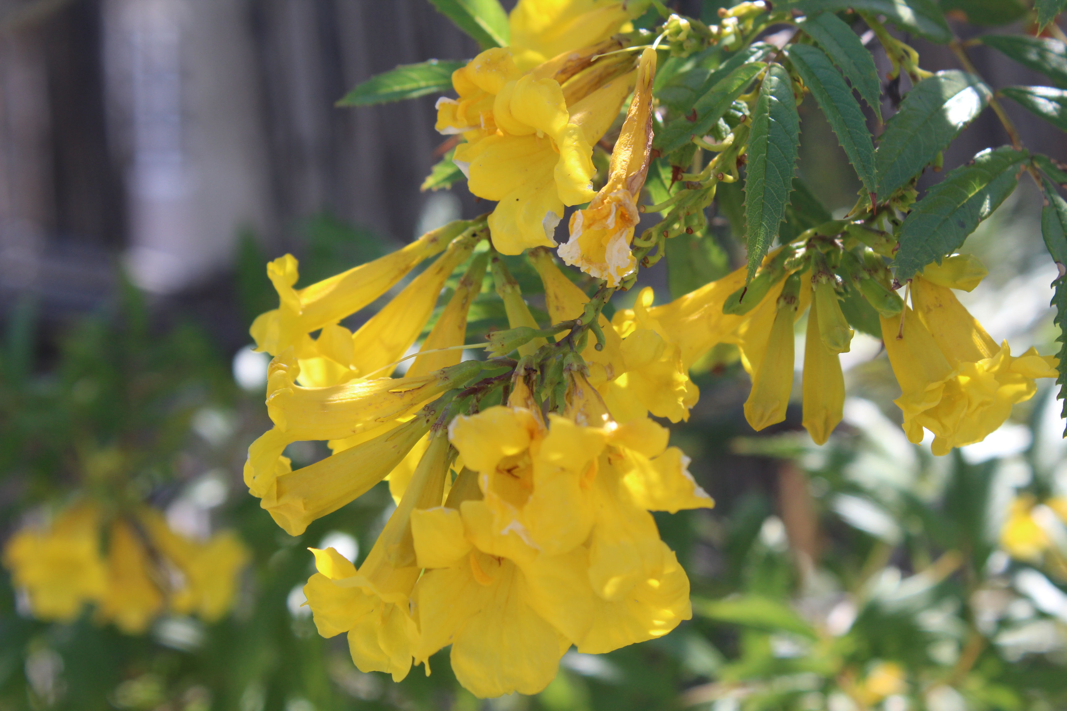 Semillas de tronadora (Tecoma stans)