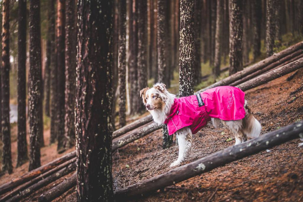 Thumbnail: Pink Hase Raincoat