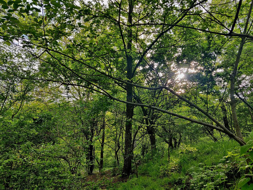 © 2020 Shweta Nandakumar