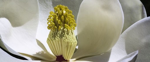 Close-up photo Magnolia flower showing yellow reproductive structures and white petals.