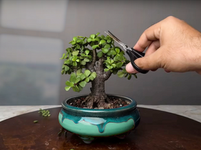 „Spinnen der Verführung, die in der Nase nisten“ oder die Frage, wie viel Orient man seinem Leser zumuten darf