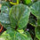 Thumbnail: Ficus Lyrata | Fiddle Fig