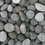 Thumbnail: Flat Stone Grey Pebblestone