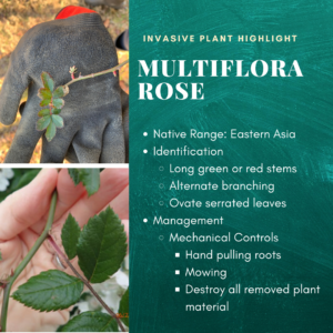 Invasive plant highlight: Multi-flora rose. Native range: Eastern Asia. Identification: long green or red stems, alternate branching, ovate serrated leaves. Management: mechanical controls include hand pulling roots, mowing, and destroying all removed plant material.