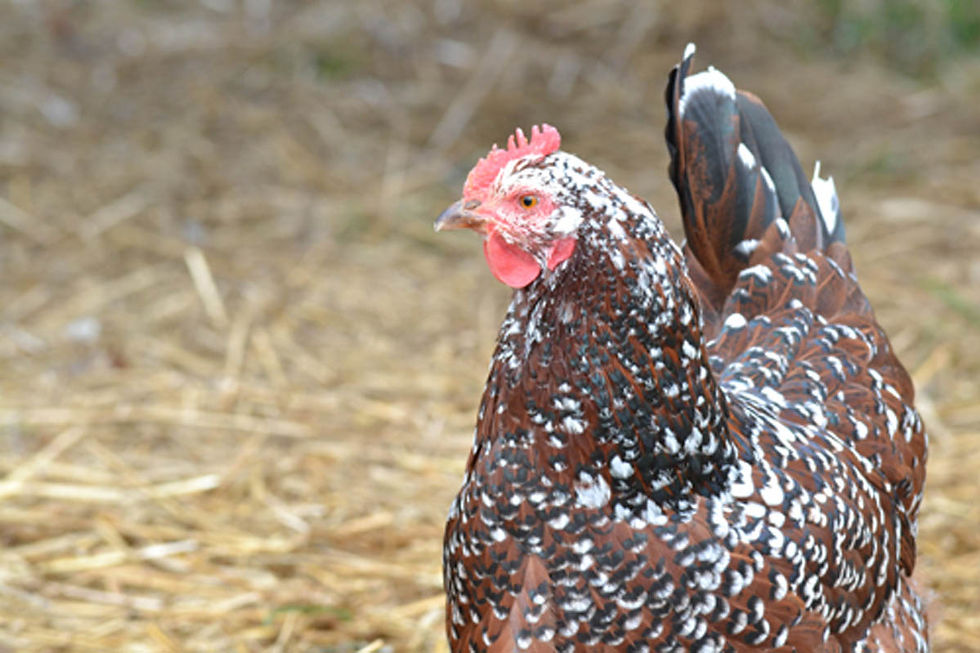 DSC_0706 speckled sussex