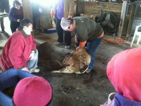 Lattes with Lambs: Behind the Scenes