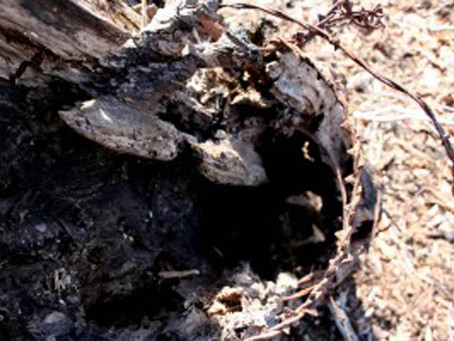 Trail Treks: Unearthing History in Piscataway Park