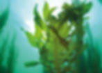 wakame.jpg