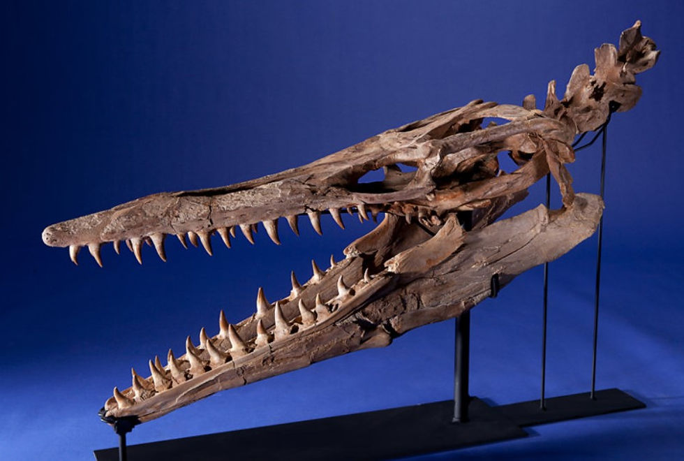 Thumbnail: Mosasaurus tooth