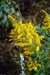 Showy Goldenrod