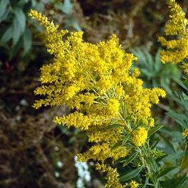Showy Goldenrod
