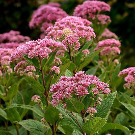 Joe Pye Weed