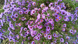 New England Aster