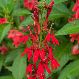 Red Lobelia