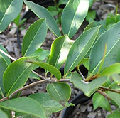 Viburnum nudum var. cassinoides