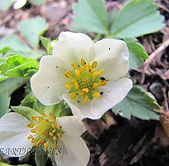 Fragaria virginiana