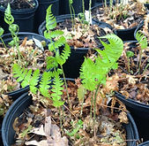 Dryopteris goldiana